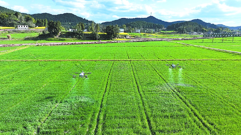 田间“问诊” 科技“把关”
