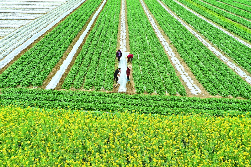 菜粮园区高效轮作 采收播种同步进行