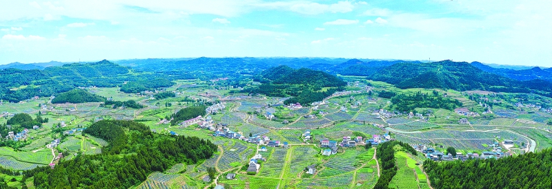 晚熟柑橘“挑大梁” 百万亩橘园绘就富民新图景
