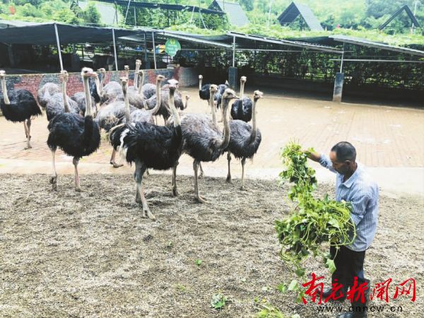 南充这个贫困村建起动物园 村民吃上“旅游饭”
