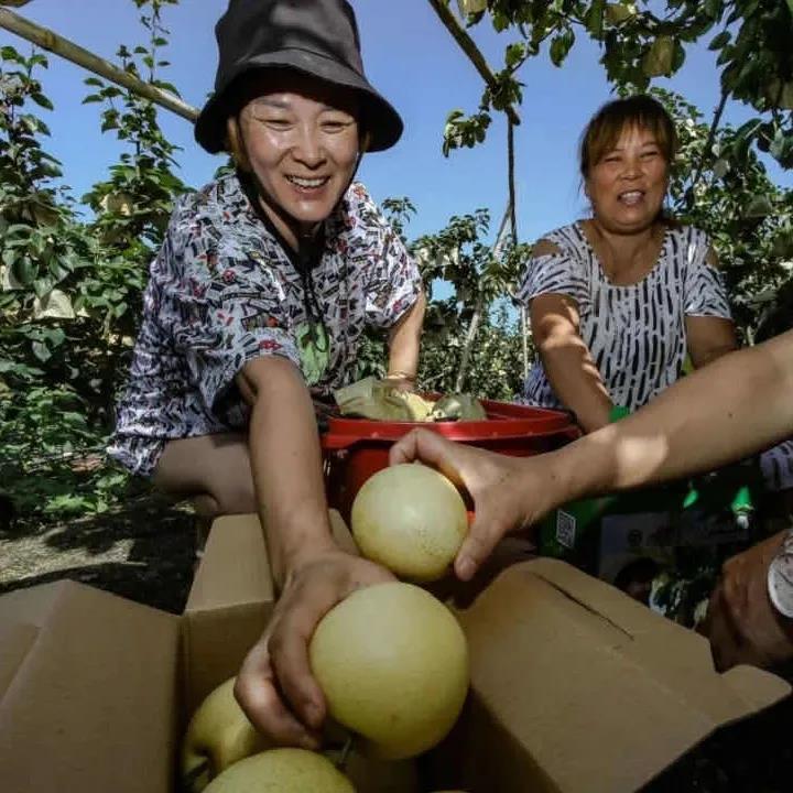 遇见“好充食” |直播间！黄金梨！