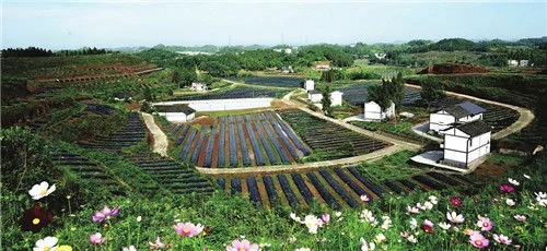 南部这个农业园区被命名为“南充市星级现代农业园”
