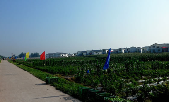 点赞！南充这地方入选2020年农业产业强镇！