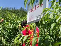 西充莲池福家坝爱心桃园福利来啦！
