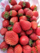 南充闺蜜草莓生态农业园