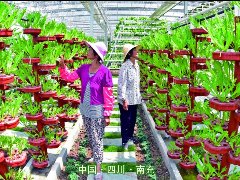 南充1镇5村入选第二批省级乡村旅游重点村镇名单