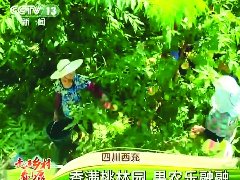 央视《走进乡村看小康》聚焦西充香桃产业