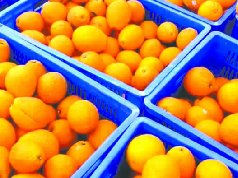 2万吨晚熟柑橘从南充直抵华东