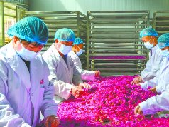 四川盛祥玫瑰生态农业打造一流有机玫瑰加工特色产业园