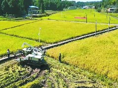 南充232万亩水稻喜获丰收