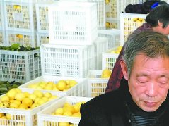 老观千亩柠檬果飘香