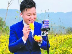仪陇县芭蕉乡贡菊丰收带货忙