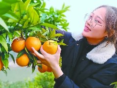 日行千里日销百吨阆中天宫柑橘直销北京大市场