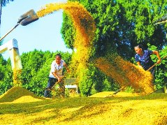 市农业农村局入围全国粮食生产先进集体拟表彰名单