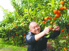 600余亩砂糖桔丰收