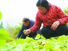 村企联姻互利共赢