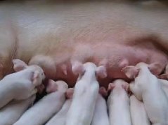 南充生猪存出栏量连续两年位列全省第一
