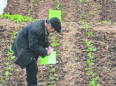 田间插起粘虫板除虫防病无公害