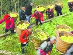 榨菜丰收业主群众“双赢”