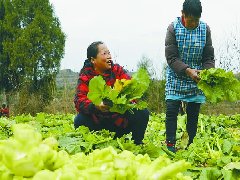 “订单农业”助农增收
