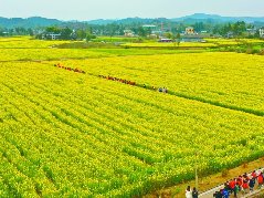 春暖花开游客徜徉油菜花海