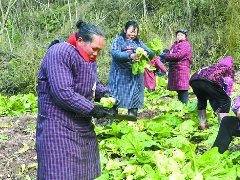 整治撂荒地复种“希望田”