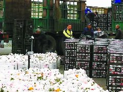 栽下柑橘树收获“致富果”