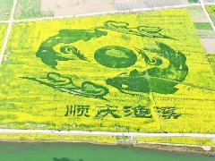 渔溪近2000亩油菜花绽放