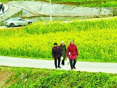 全市完成优质油菜种植超192万亩，今年油料作物总播面力争达275万亩