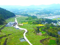 荒山变花海！看“三无村”如何“跳”上致富路