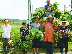 低保户成“新农人”捐赠蔬菜助防疫