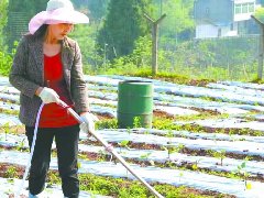 “认养”农田城里人有了“自留地”