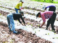 “订单辣椒”种植忙