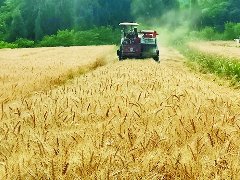 亩产439.6公斤南充小麦测产创新高