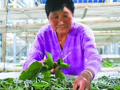 滚动饲养一年多收两季蚕