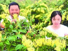 金银花开“金银”来