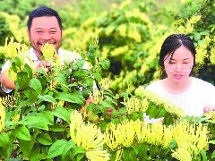 金银花开“金银”来