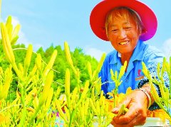 遍地黄花分外香