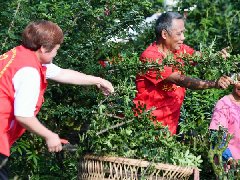 志愿者助农抢收花椒