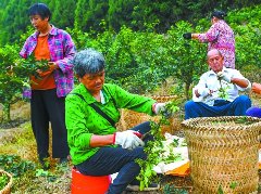 8000余亩花椒进入采摘季