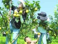 早熟翠冠梨采摘正当时