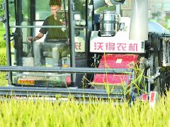 农机助力水稻“颗粒归仓”