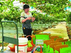 营山县这里的葡萄有机种植、自然成熟、原汁原味深受消费者青睐