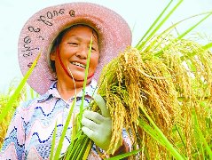 西充500亩巨型稻试种成功