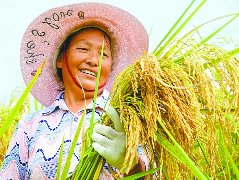 西充500亩巨型稻试种成功