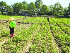 抢抓好时节田间秋播忙