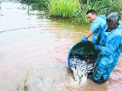 改善水质保护生态  30余万尾鱼苗投放金鸡沟水库