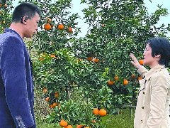 浙江专家团队助力南部晚熟柑橘高质量发
