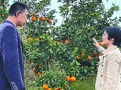浙江专家团队助力南部晚熟柑橘高质量发展