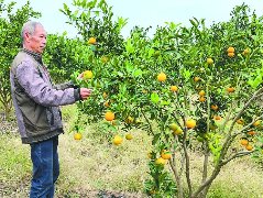 总面积2.7万亩  嘉陵柑橘抢鲜上市